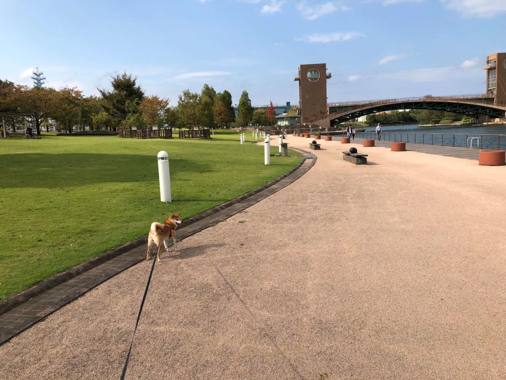 環水公園で楽しそうに散歩する柴犬