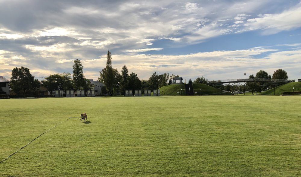 城東ふれあい公園の芝生広場でボールで遊ぶ柴犬