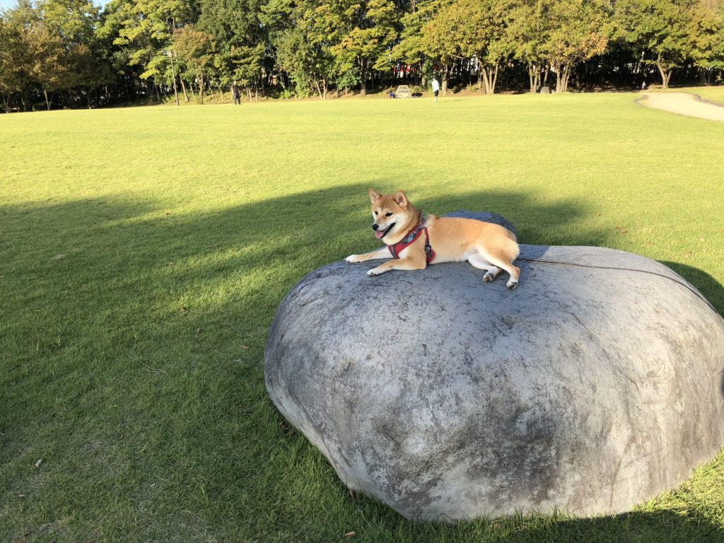 岩の上で休む柴犬