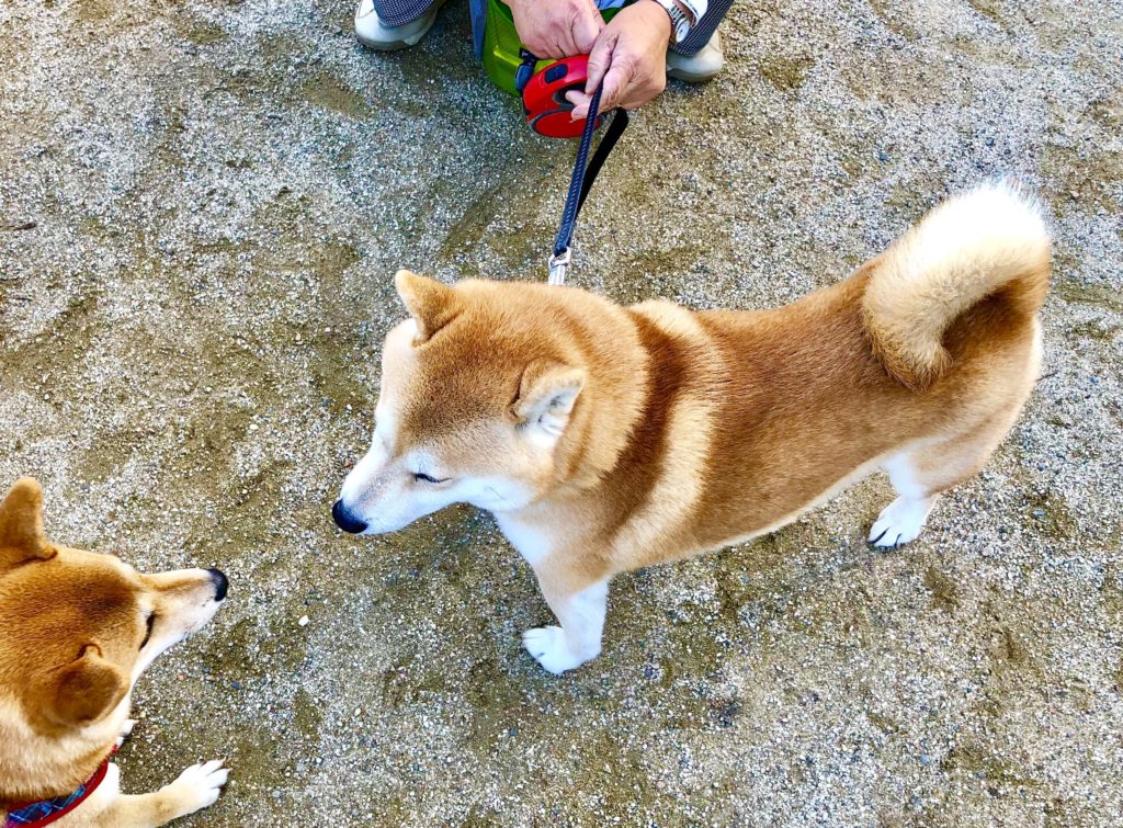 2頭の柴犬が遊んでいるところ