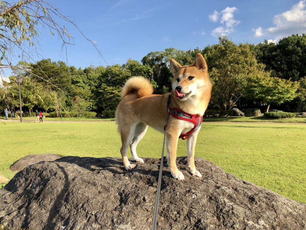 岩の上で舌をペロっとしている柴犬