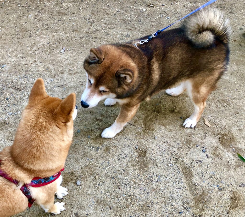 2頭の柴犬が挨拶しているところ
