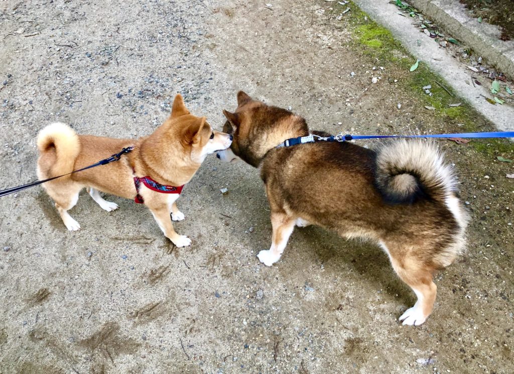 2頭の柴犬が話をしているところ