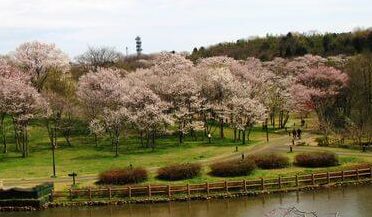 呉羽山公園 都市緑化植物園の桜