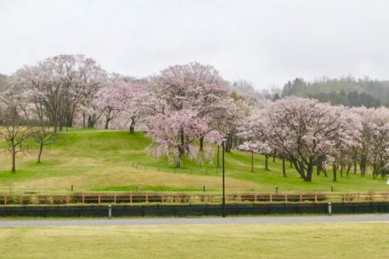 呉羽山公園 都市緑化植物園の桜その2