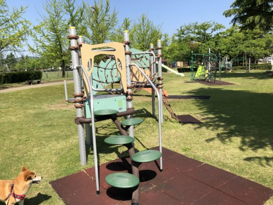 五福公園の遊具を見る柴犬
