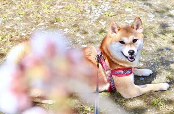 呉羽山公園 都市緑化植物園の桜の下で寛ぐ柴犬