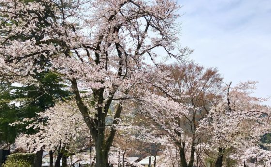 神岡城の桜