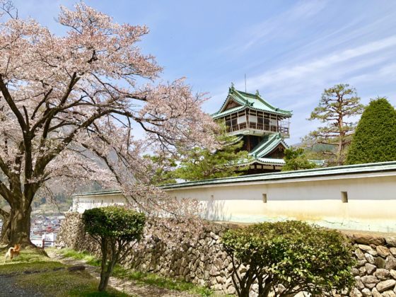 神岡城と桜