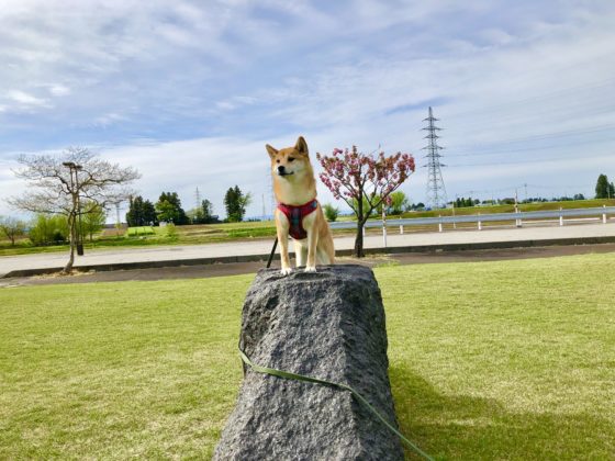 岩に登る犬