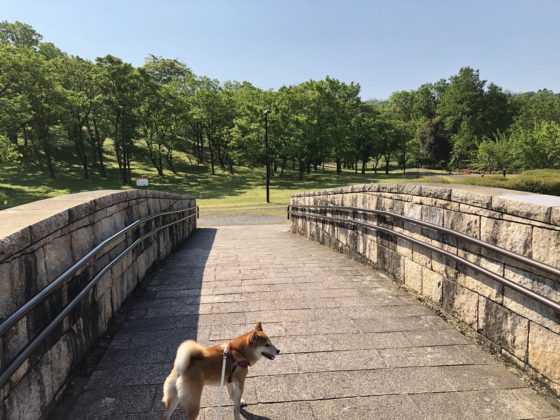 園内の橋を渡る柴犬