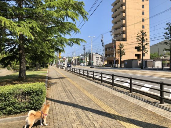 市電通りを覗く柴犬