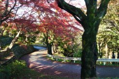 展望台までの歩道の紅葉