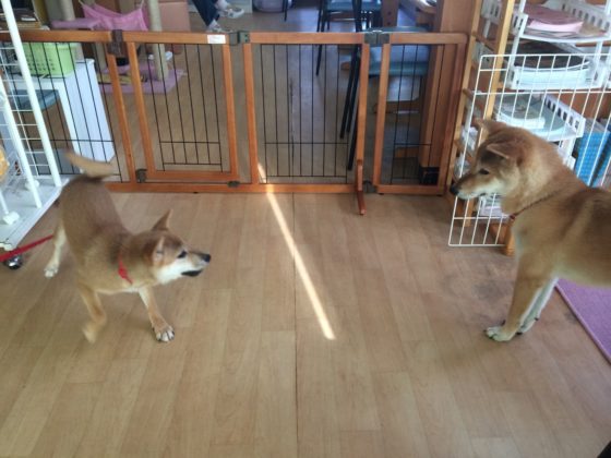 富山のドッグラン ドッグカフェ 犬連れokの店まとめ いつでも愛犬と一緒だよ 富山のランチ お出かけ 遊びのおすすめ情報 ココなび