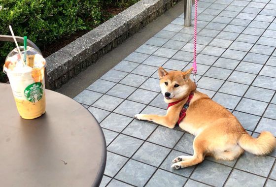 富山のドッグラン ドッグカフェ 犬連れokの店まとめ いつでも愛犬と一緒だよ 富山のランチ お出かけ 遊びのおすすめ情報 ココなび