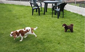 富山のドッグラン ドッグカフェ 犬連れokの店まとめ いつでも愛犬と一緒だよ 富山のランチ お出かけ 遊びのおすすめ情報 ココなび