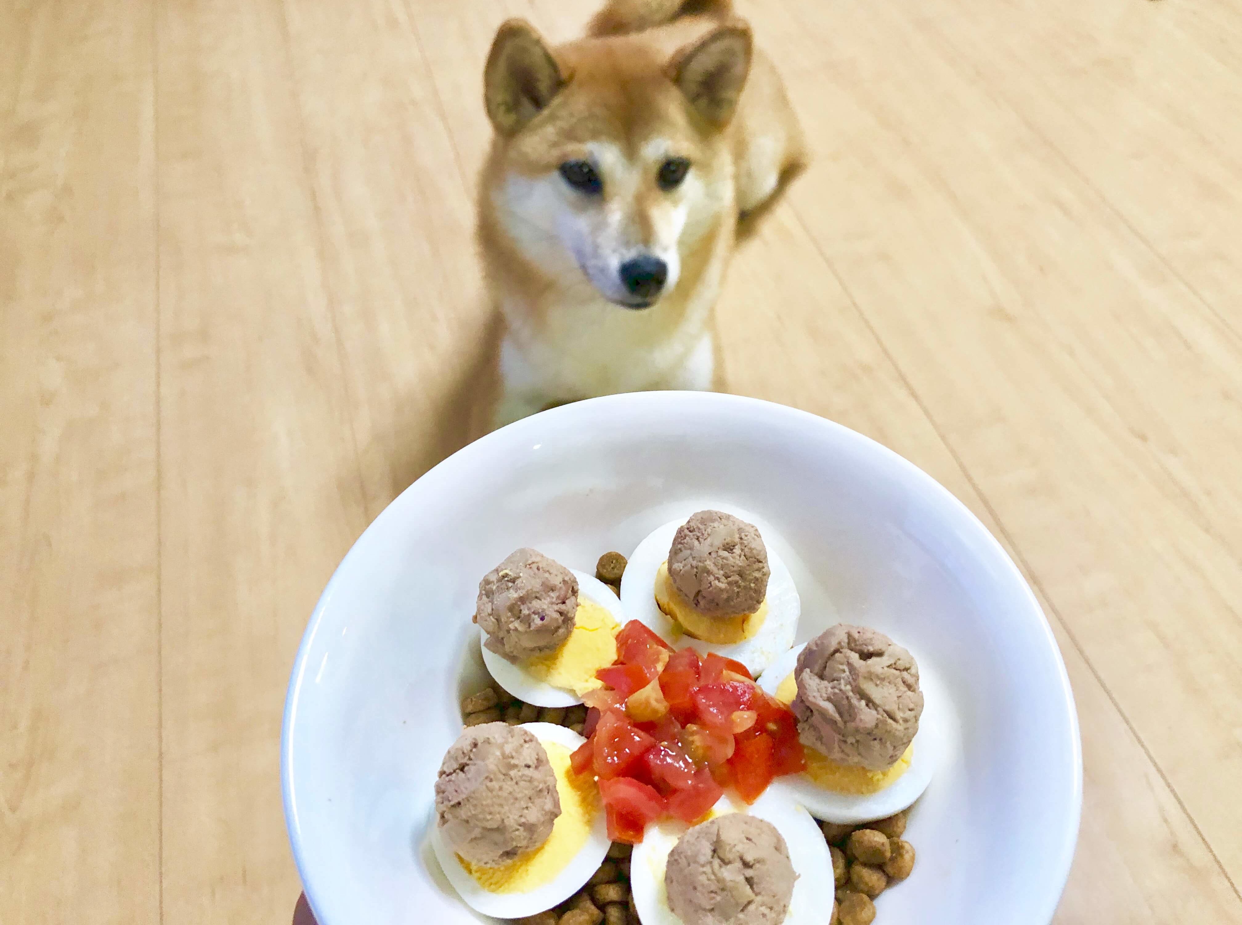 犬がネクスガードスペクトラを食べない時の対処法 レバー肉団子で爆食いじゃ 富山のランチ お出かけ 遊びのおすすめ情報 ココなび