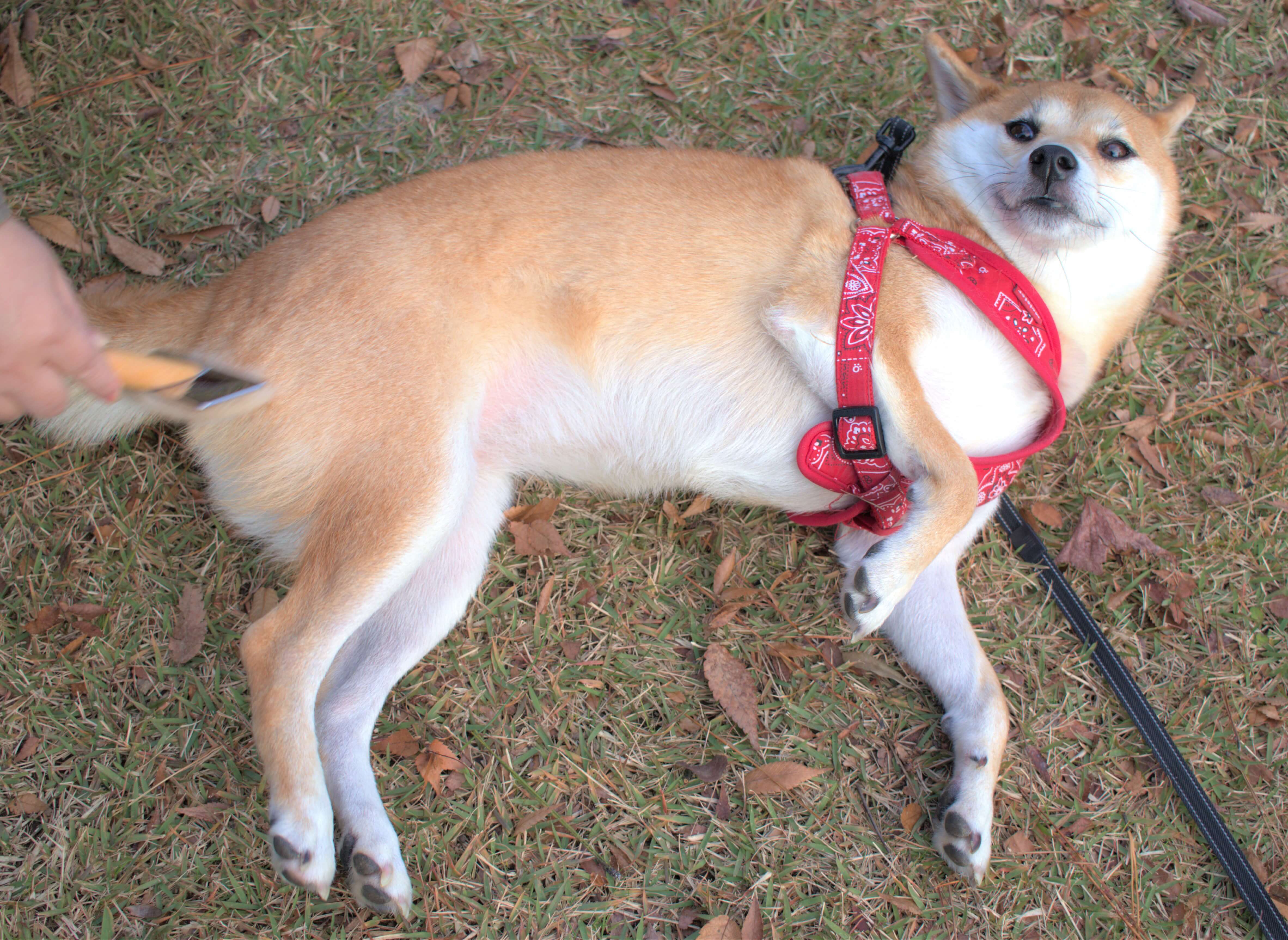 愛犬の毛を使った羊毛フェルトの作り方 柴犬を作ろうとしたら謎の動物を生み出しました 富山のランチ お出かけ 遊びのおすすめ情報 ココなび